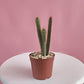 Cereus Cactus