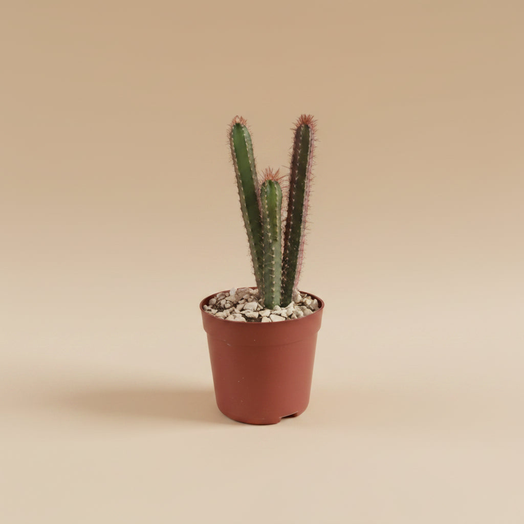 Cereus Cactus Plantcultcairo cereus-cactus-plantcultcairo