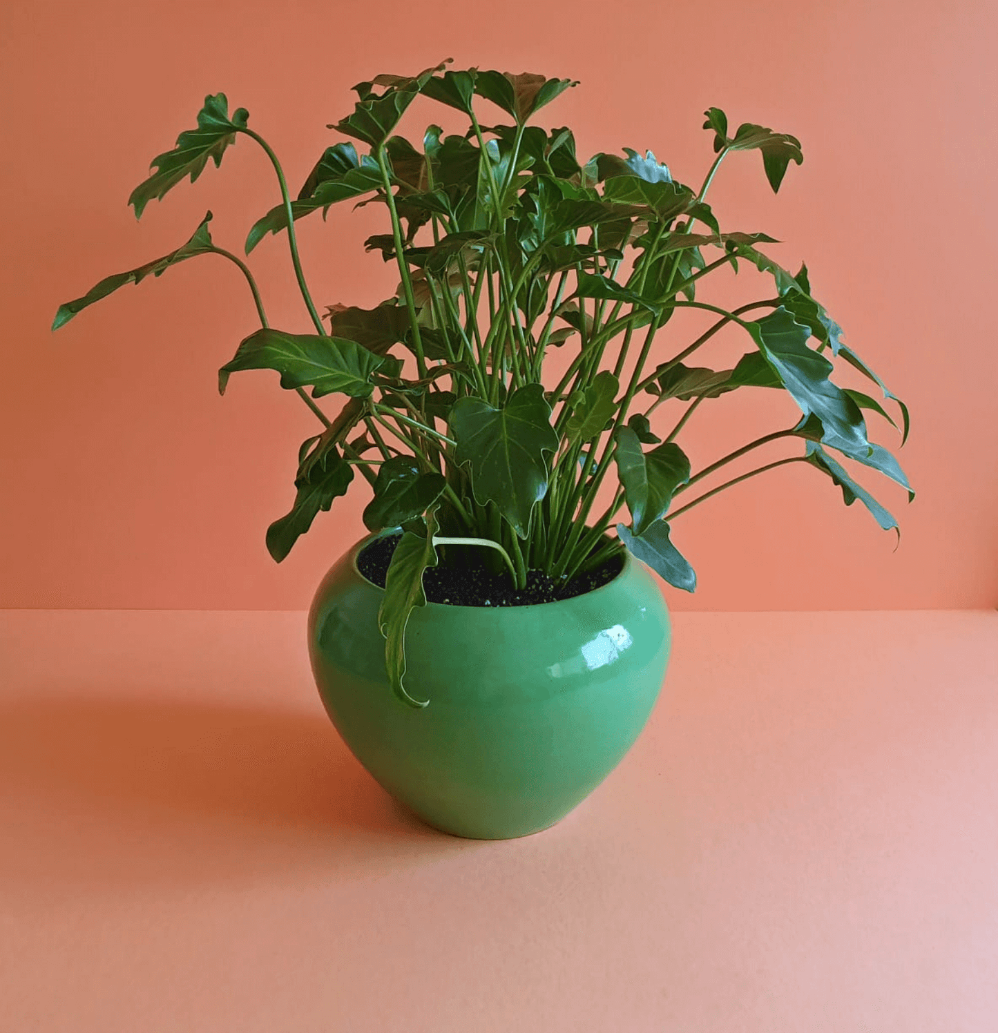 Philodendron Xanadu - Plantcultcairo