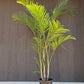 Areca Palm