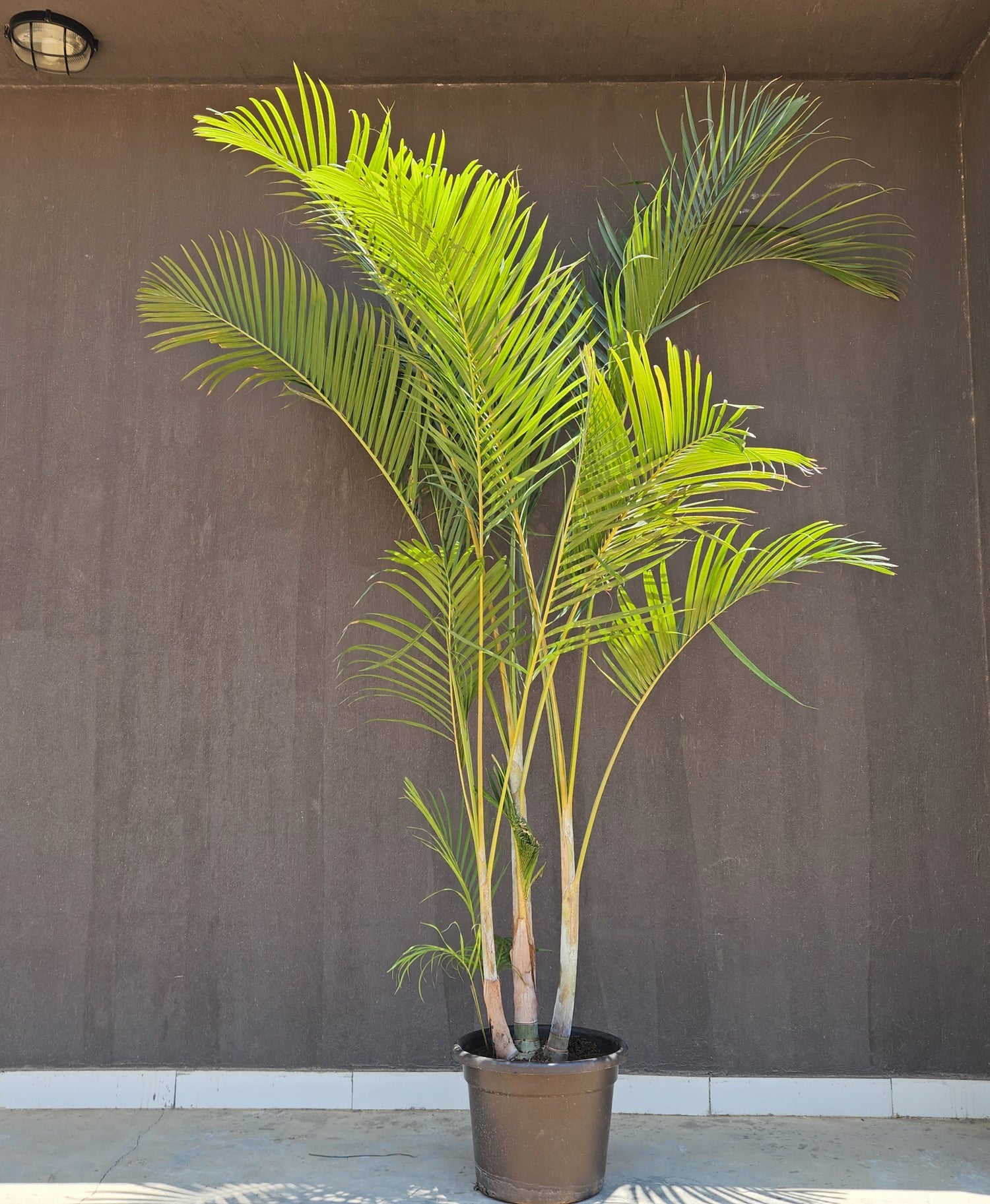 Areca Palm