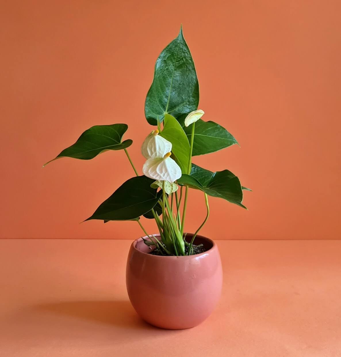 White Anthurium - Plantcultcairo