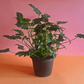 Philodendron Xanadu - Plantcultcairo
