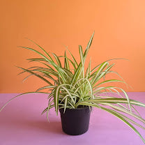Spider Plant - Plantcultcairo