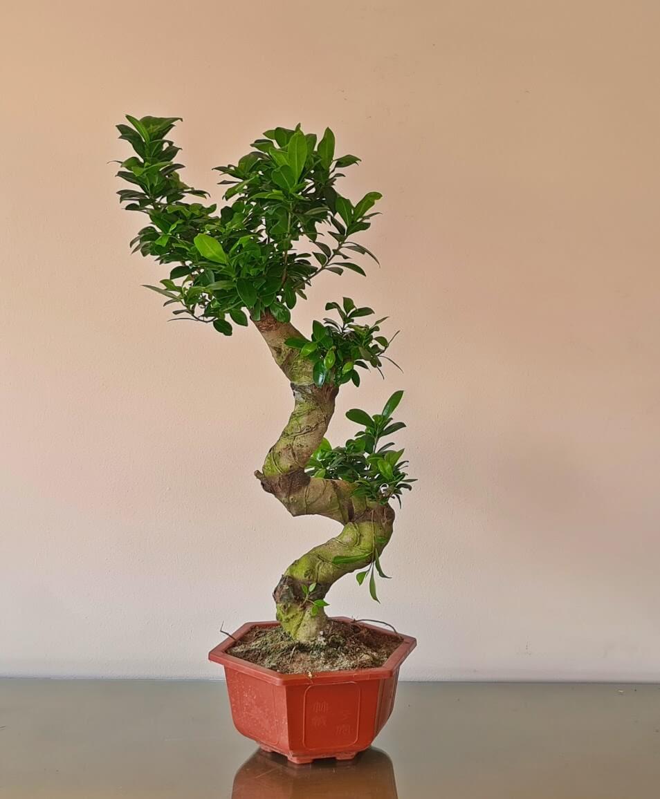 Ficus Bonsai S-Shaped Small - Plantcultcairo