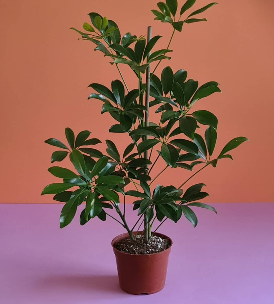 Schefflera Medium - Plantcultcairo