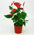 Red Anthurium - Plantcultcairo