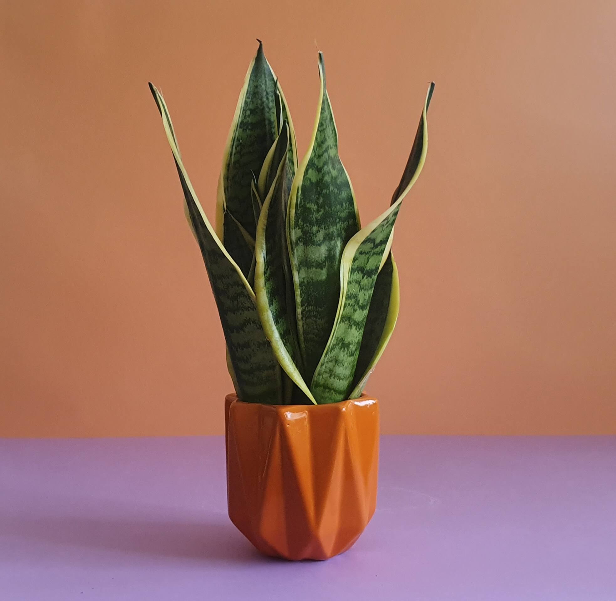 sansevieria laurentii - Plantcultcairo