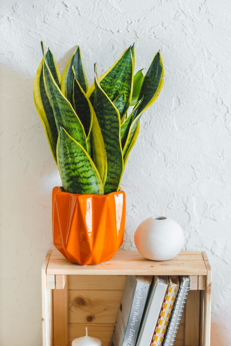 sansevieria laurentii - Plantcultcairo