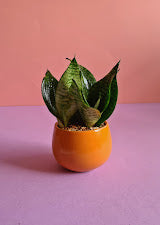 Snake Plant Small, One stem - Plantcultcairo