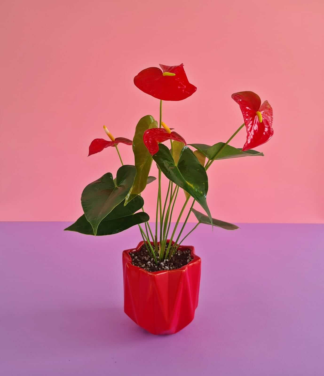 Red Anthurium - Plantcultcairo