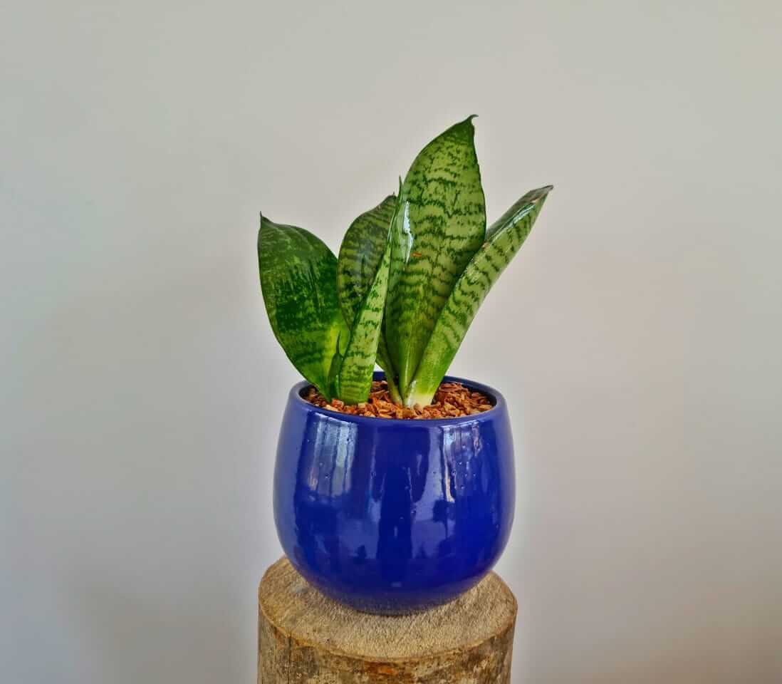 Snake Plant Small, One stem - Plantcultcairo