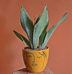 Sansevieria Moonshine - Plantcultcairo