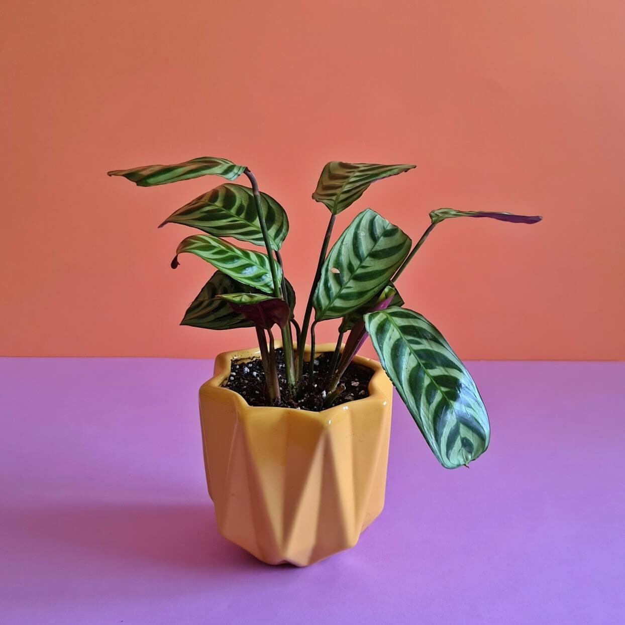 Fishbone prayer plant - Plantcultcairo