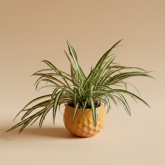 Spider Plant - Plantcultcairo
