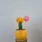 Yellow Moon cactus - Plantcultcairo