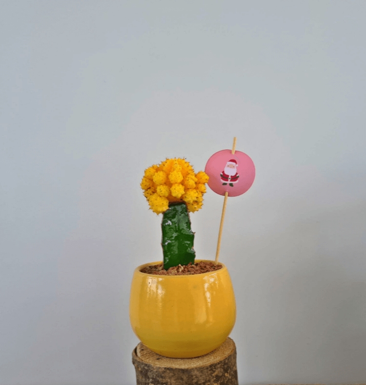Yellow Moon cactus - Plantcultcairo